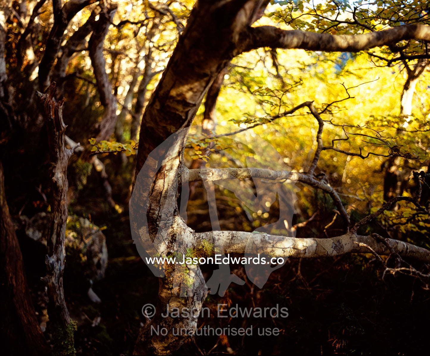 A weathered tree trunk of the deciduous beech, Nothofagus gunnii. Cradle Mountain and Lake St. Clair National Park, Tasmania, Australia.