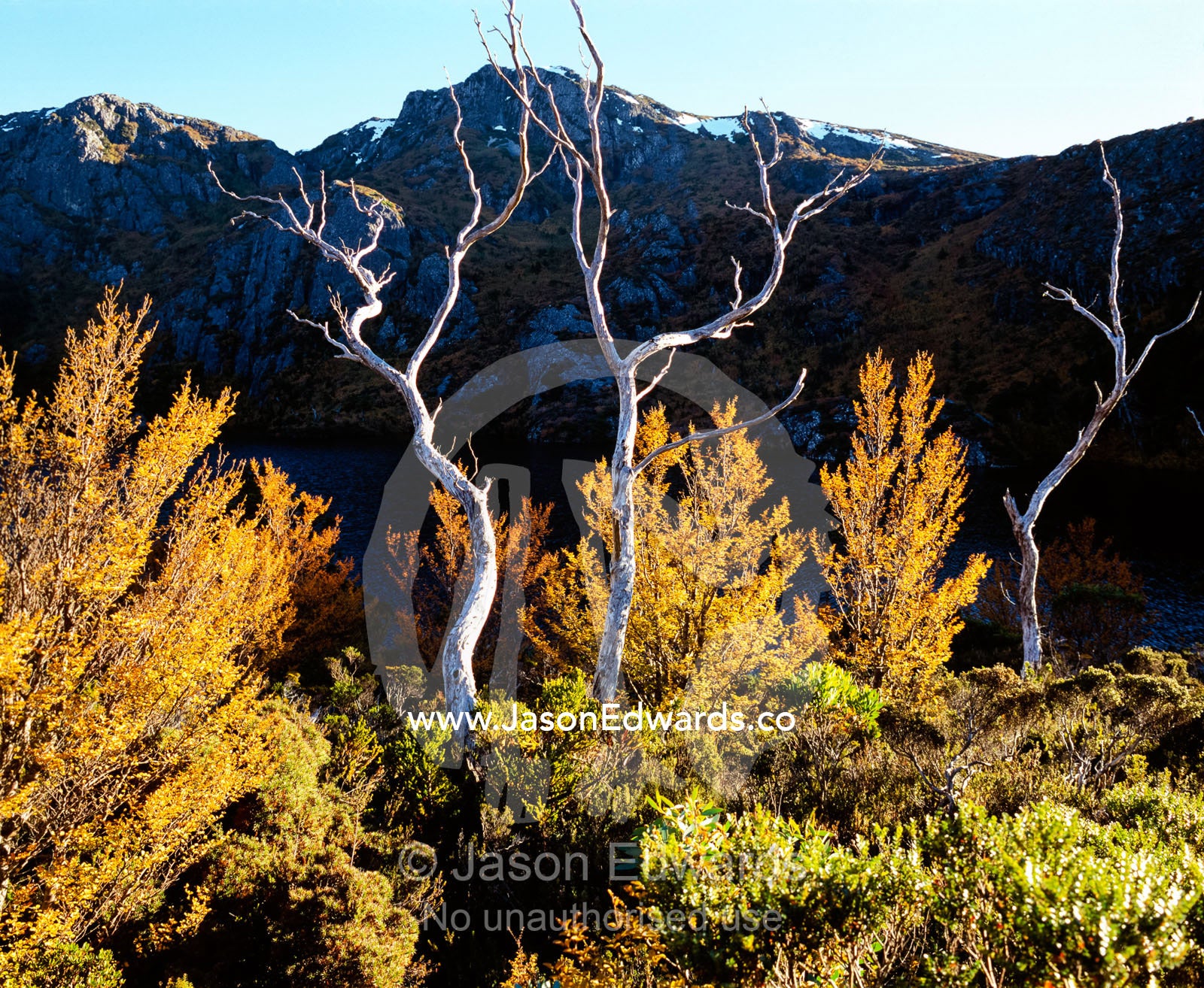 Golden leaves of deciduous beech in the fall over Crater Lake. Cradle Mountain and Lake St. Clair National Park, Tasmania, Australia.