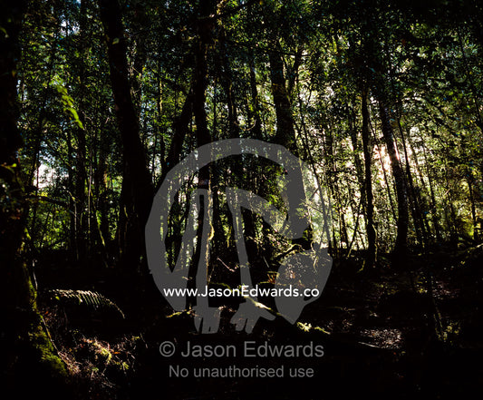 Sunlight pierces the deep shadows of a cool temperate rainforest. Tarkine Wilderness Area, Tasmania, Australia.