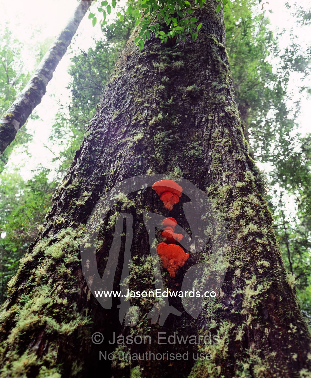 A red Aurantiporus pulcherrimus bracket fungi on a mossy Myrtle Beech. Tarkine Wilderness Area, Tasmania, Australia.