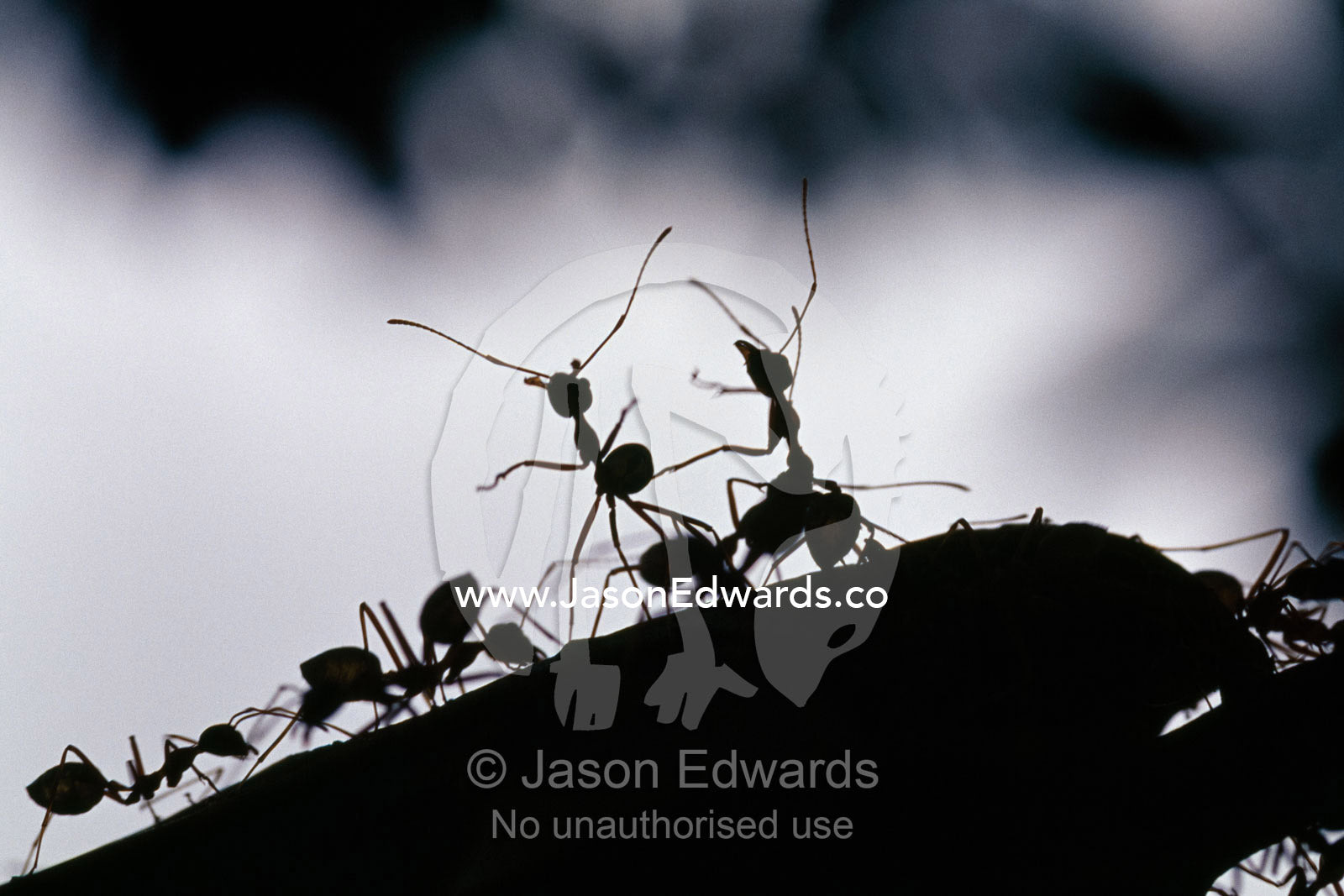 Green tree ants defending their colony and nest constructed of leaves. near Mission Beach far North Queensland, Australia.