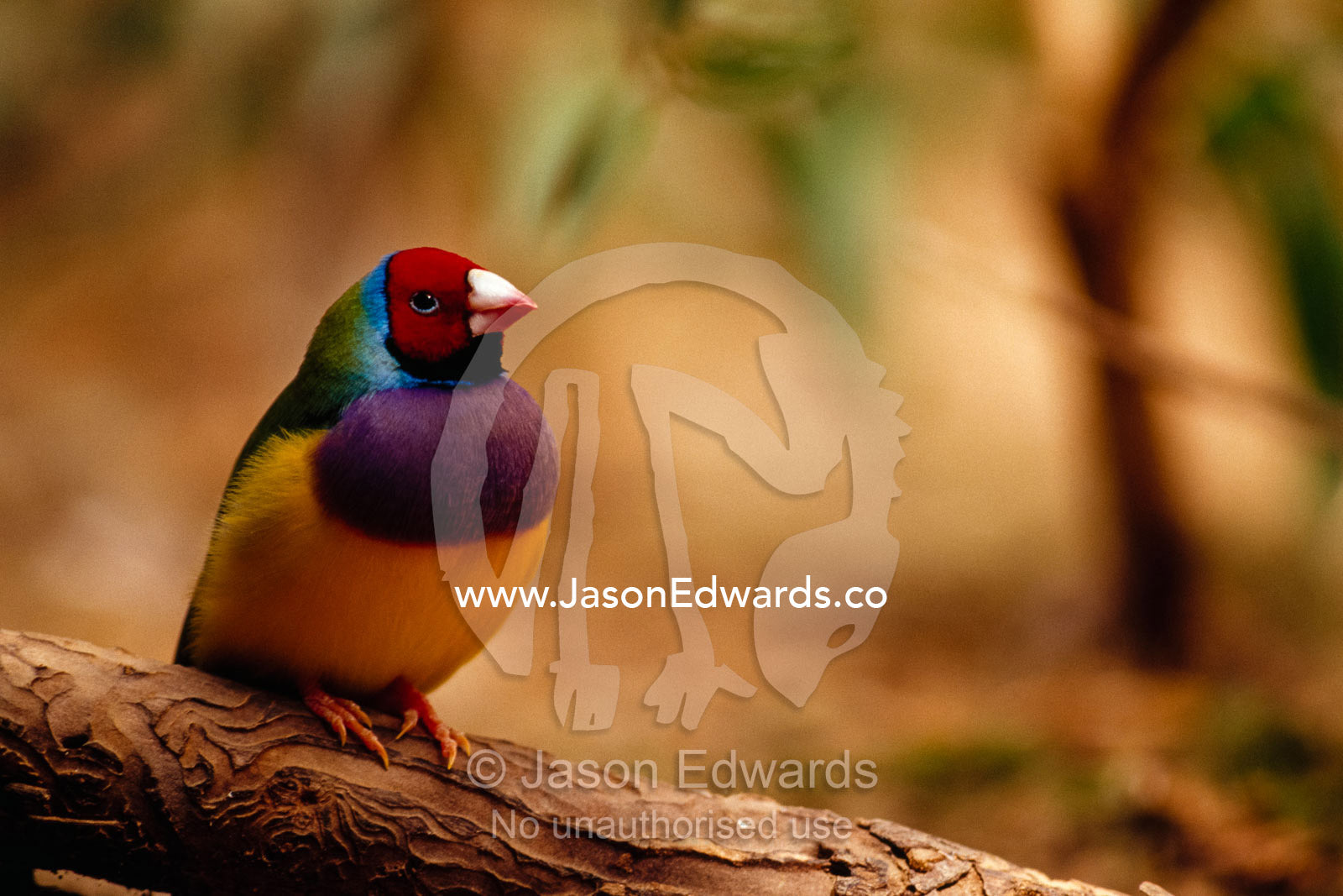 The brilliant plumage of an endangered Gouldian Finch roosting. Templestowe, Victoria, Australia.