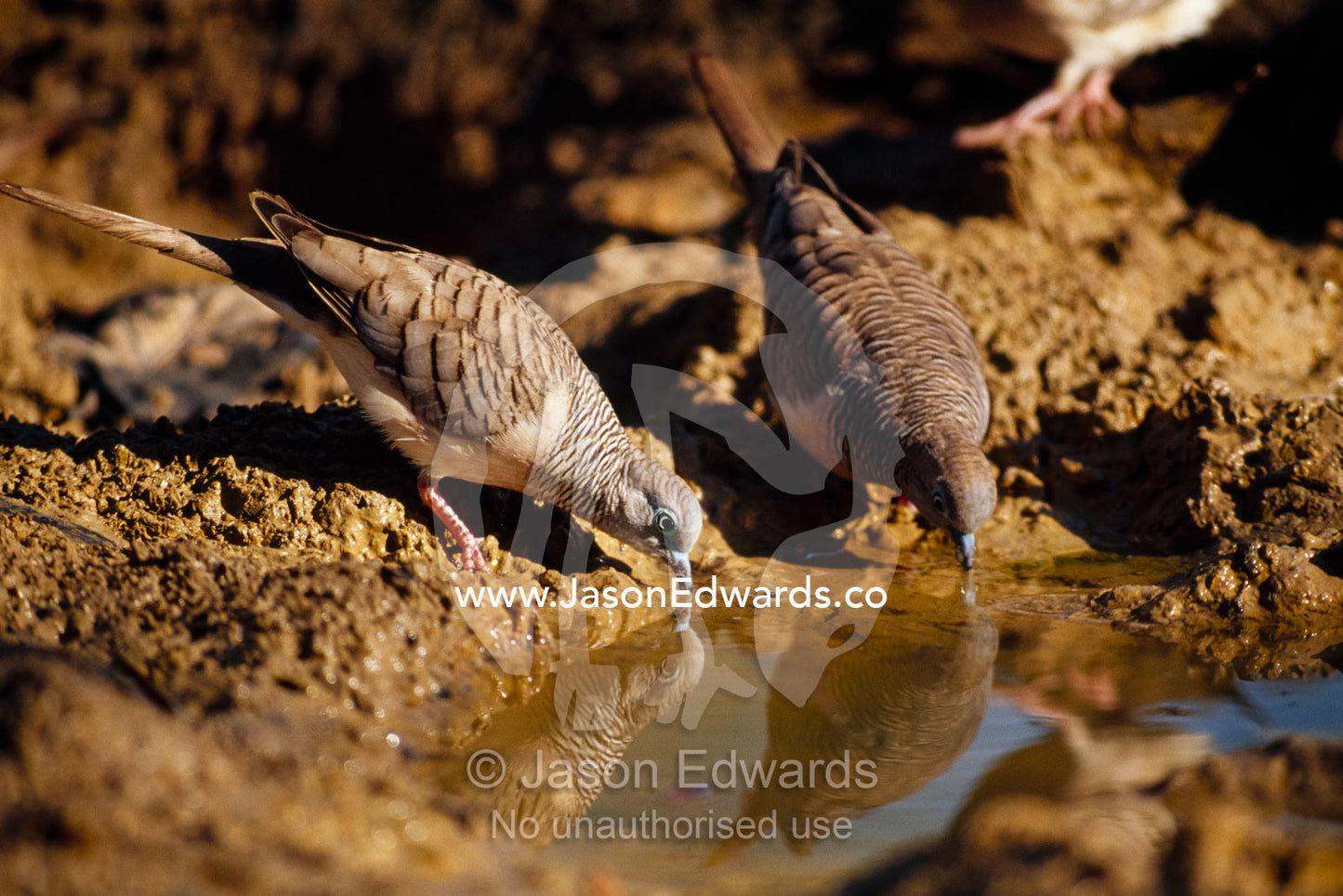 A pair of peaceful doves drink from a pool in a dwindling river bed. Limmen National Park, Northern Territory, Australia.