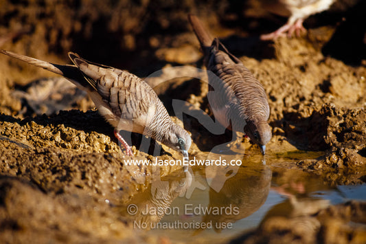 A pair of peaceful doves drink from a pool in a dwindling river bed. Limmen National Park, Northern Territory, Australia.