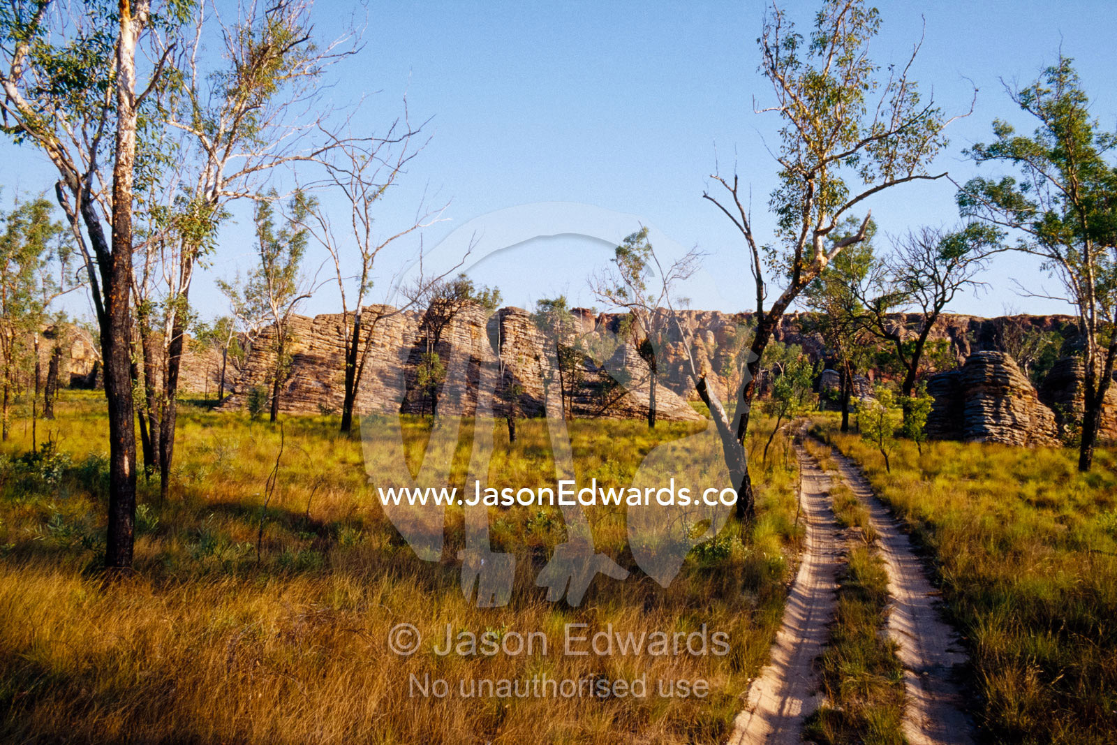 A desert track passes through open woodland and spinifex grasslands. Limmen National Park, Northern Territory, Australia.