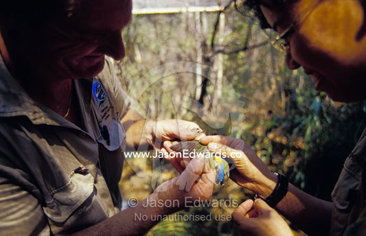 Rangers examine the wing feathers of an endangered Gouldian Finch. Berry Springs, Northern Territory, Australia.