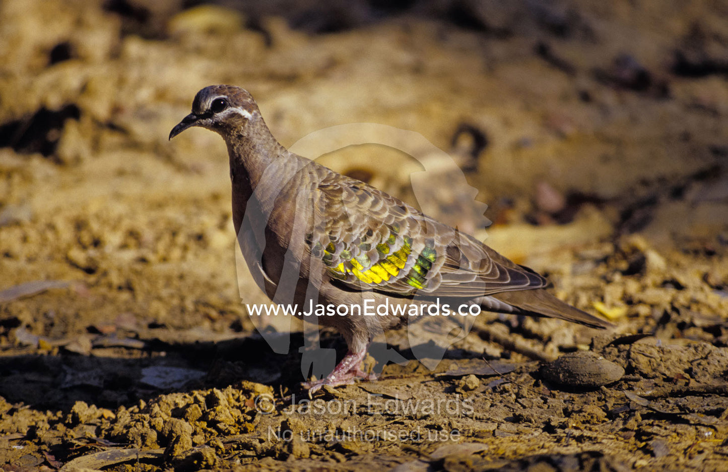 Sunlight catches the iridescent feathers of a Common Bronzewing Pigeon Limmen National Park, Northern Territory, Australia.