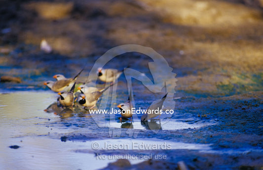 A flock of Long-tailed Finches drink from a dwindling pool at dawn. Limmen National Park, Northern Territory, Australia.