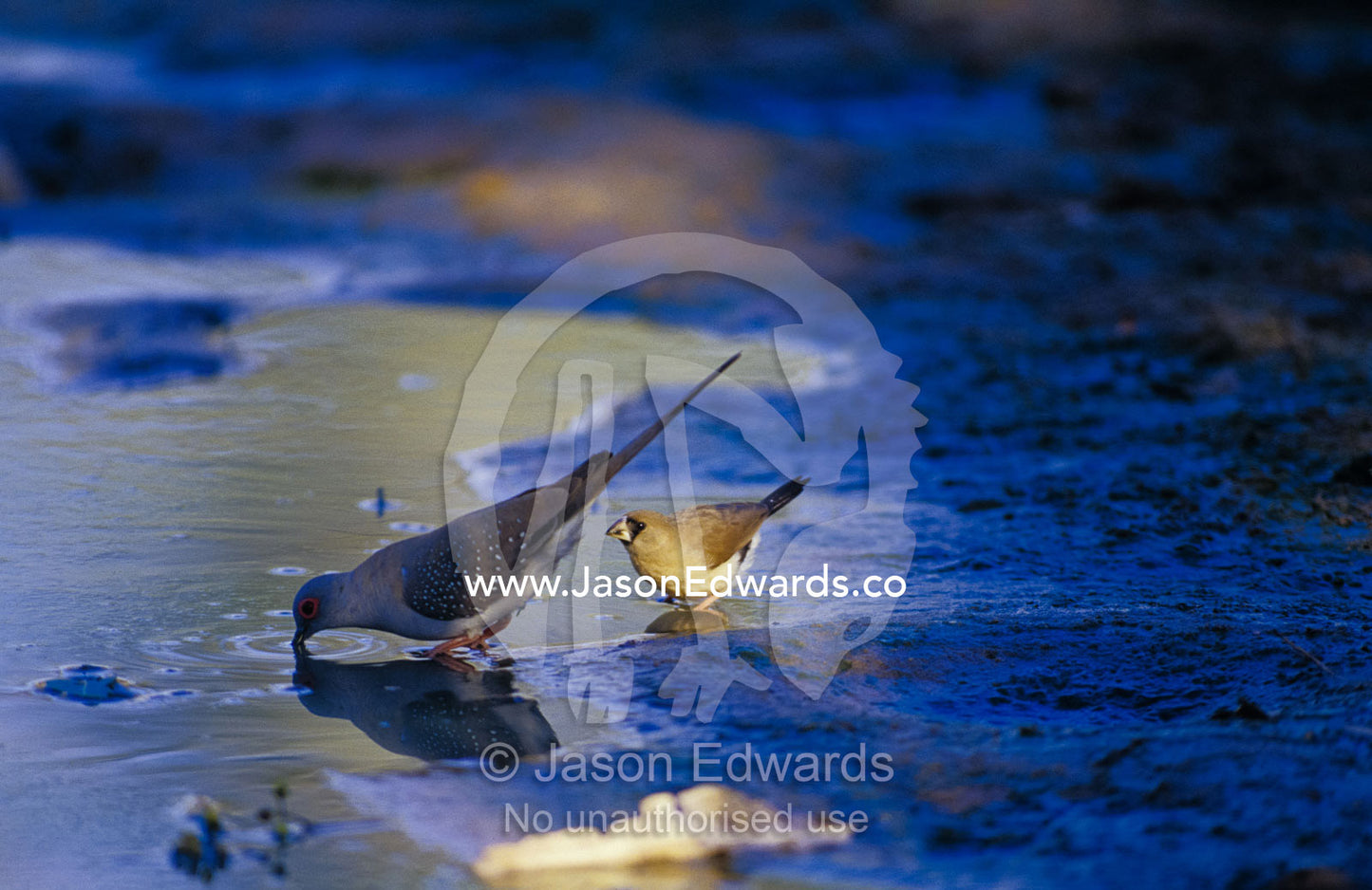 A Diamond Dove and Masked Finch drink from a waterhole at dawn. Limmen National Park, Northern Territory, Australia.