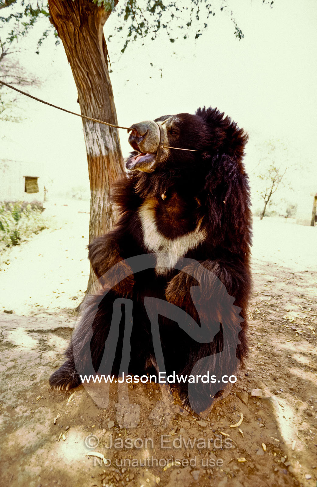 A Himalayan Black Bear sits by a roadside to entertain tourists. Fatehpur Sikri, Agra, India.
