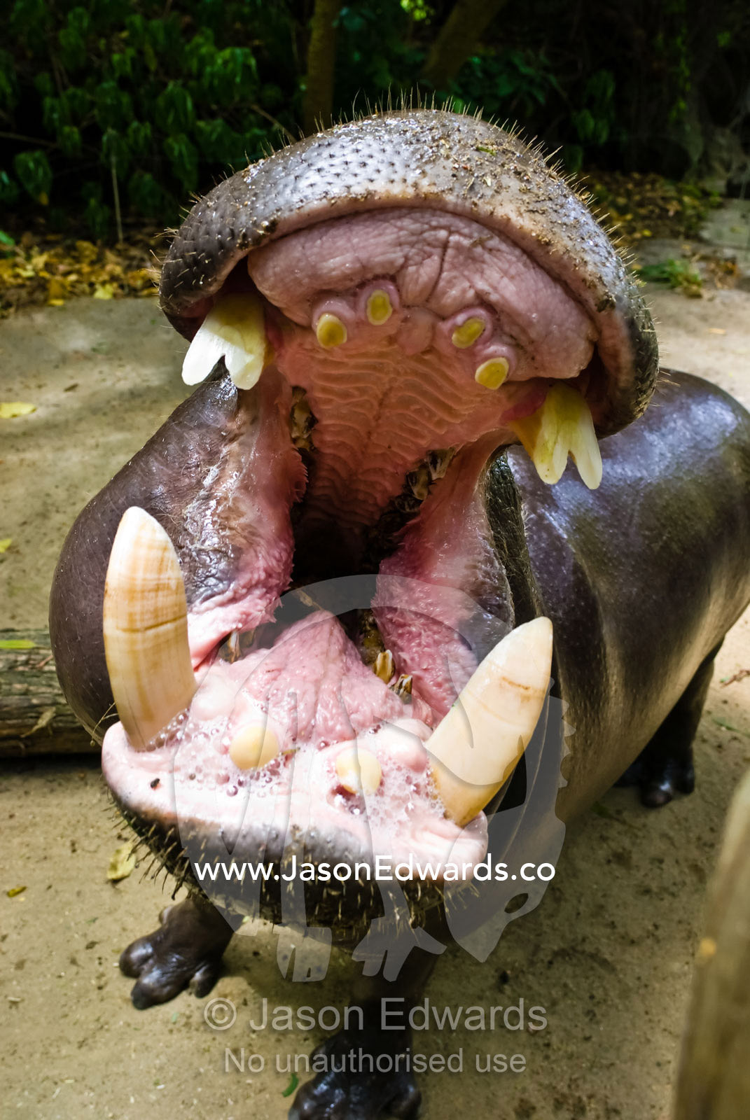 A Pygmy Hippopotamus, Choeropsis liberiensis, opens its massive jaws. Melbourne Zoo, Victoria, Australia.
