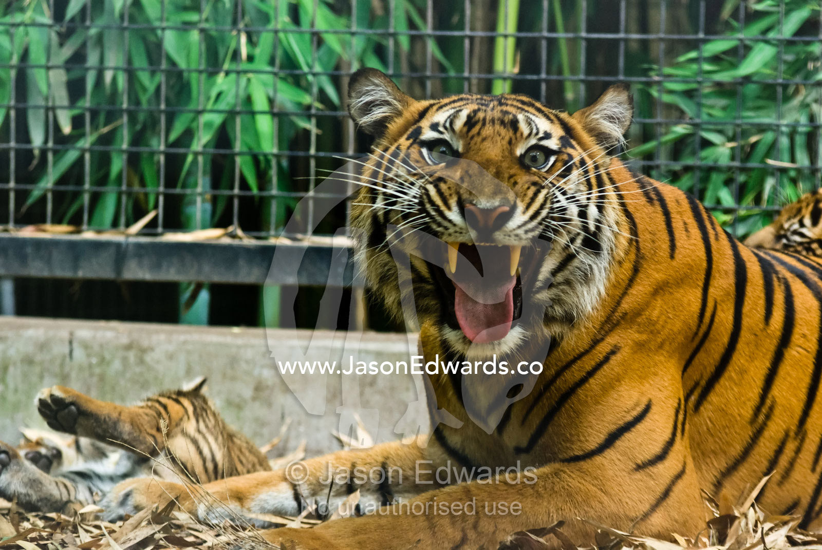 A critically endangered Sumatran Tiger bares her fangs in anger. Melbourne Zoo, Victoria, Australia.