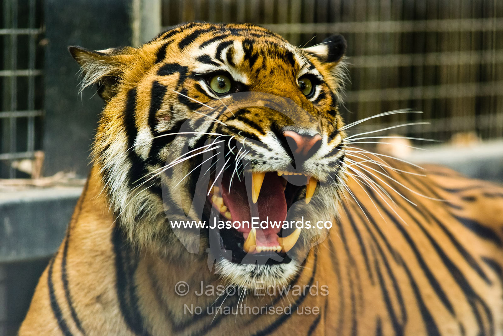 A critically endangered Sumatran Tiger bares her fangs in anger. Melbourne Zoo, Victoria, Australia.
