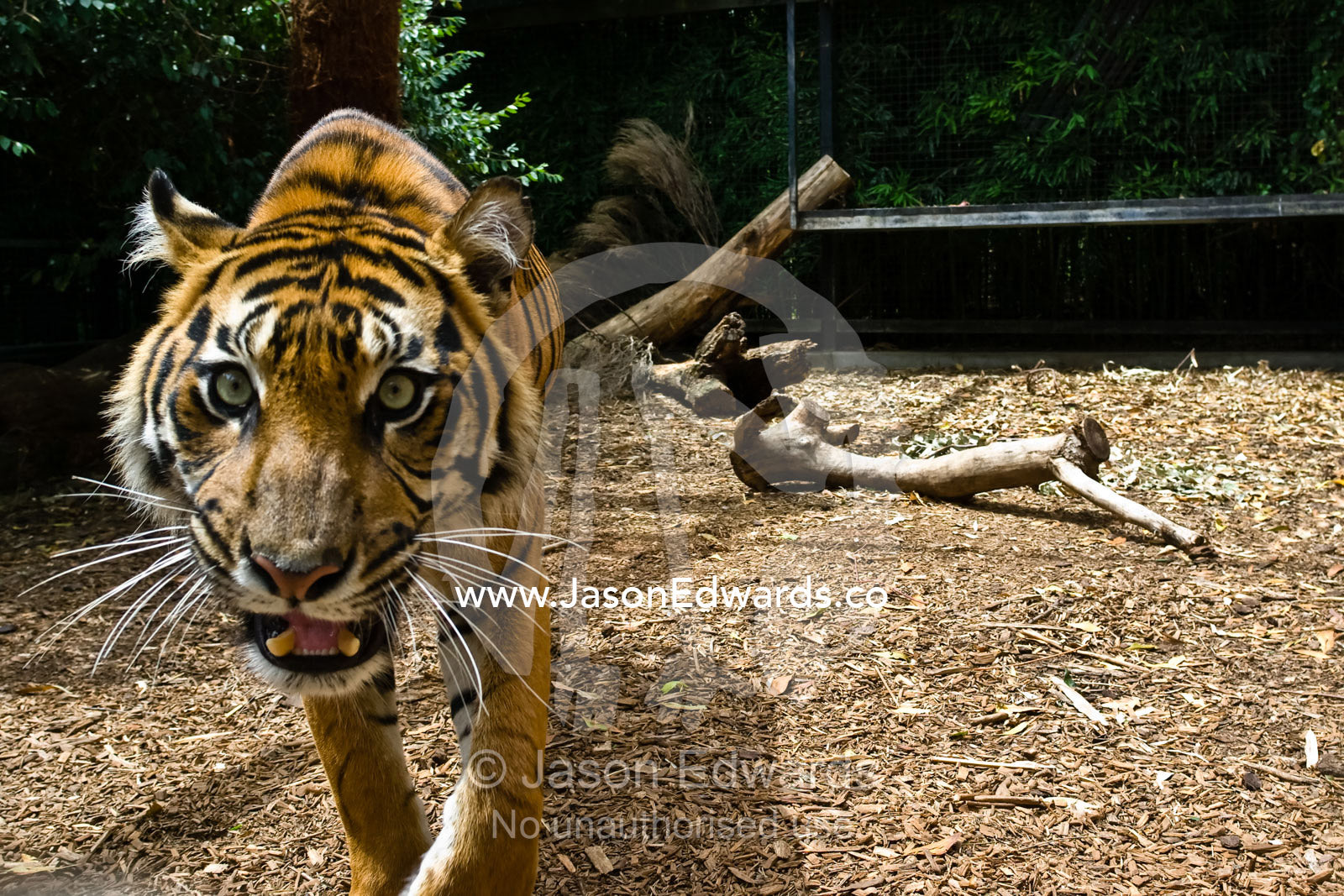 An endangered Sumatran Tiger stalking as it approaches the camera. Melbourne Zoo, Victoria, Australia.