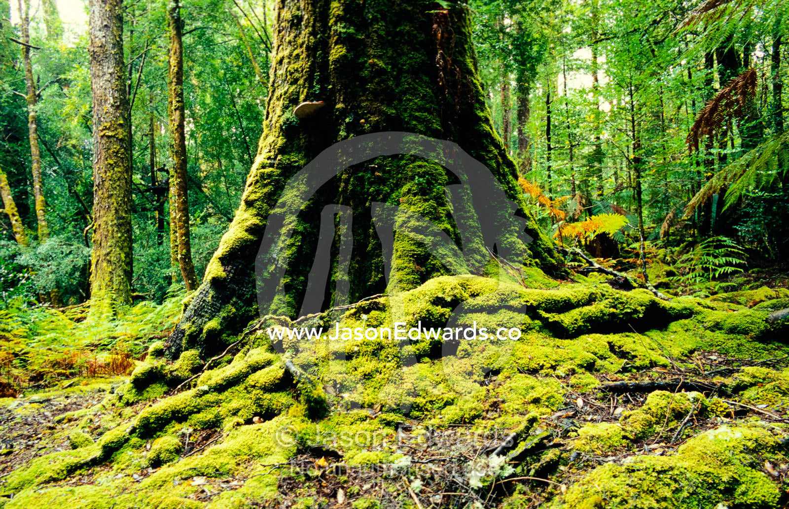 Ancient mossy buttress roots of a cool temperate rainforest giant. Tarkine Wilderness Area, Tasmania, Australia.