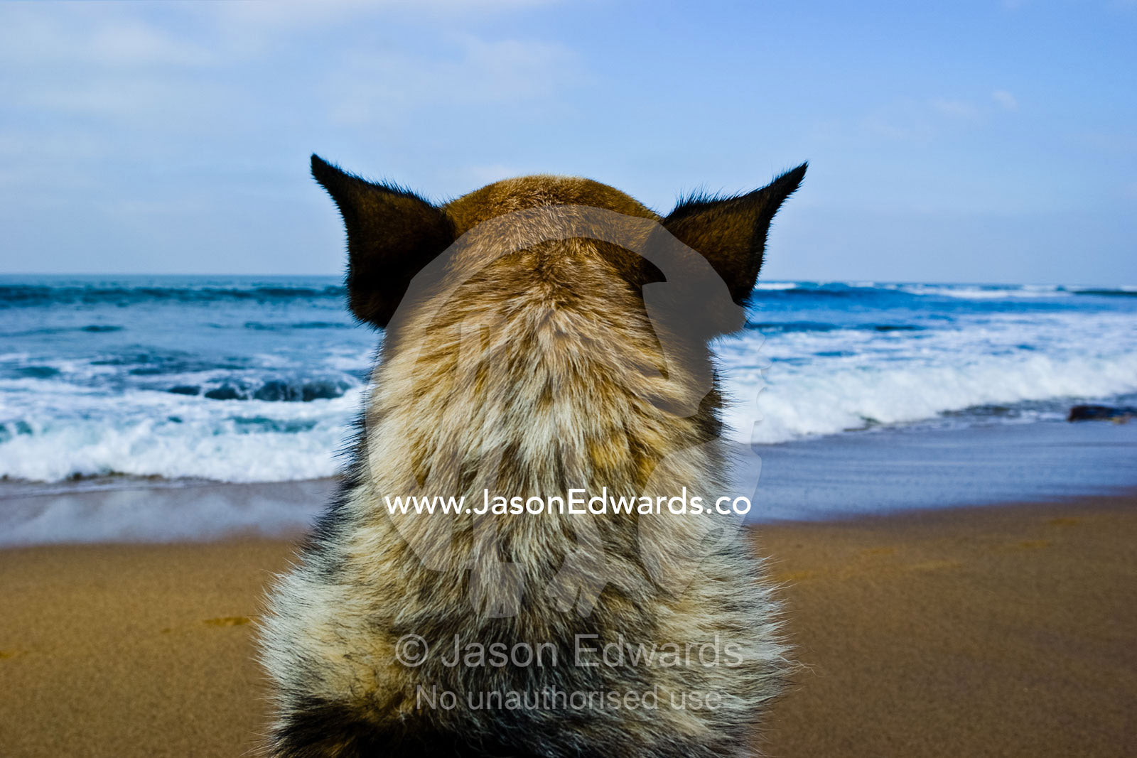 A loyal dog watches the waves for his surfing master to return. Bells Beach, Victoria, Australia.