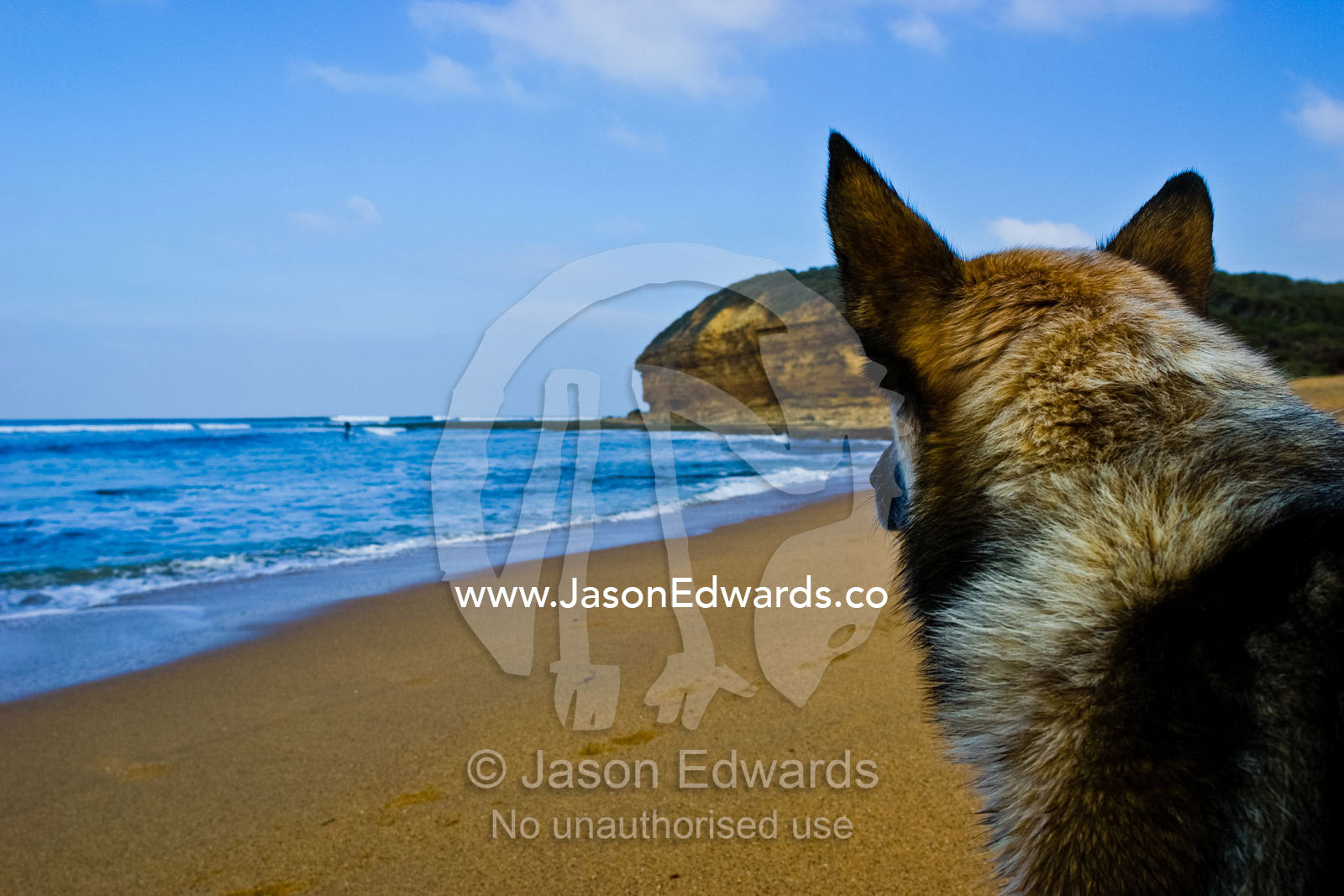 A loyal dog watches the waves for his surfing master to return. Bells Beach, Victoria, Australia.