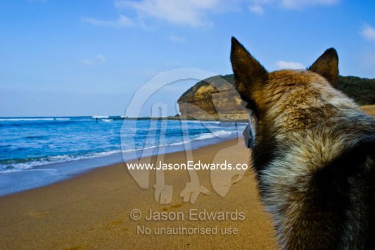 A loyal dog watches the waves for his surfing master to return. Bells Beach, Victoria, Australia.