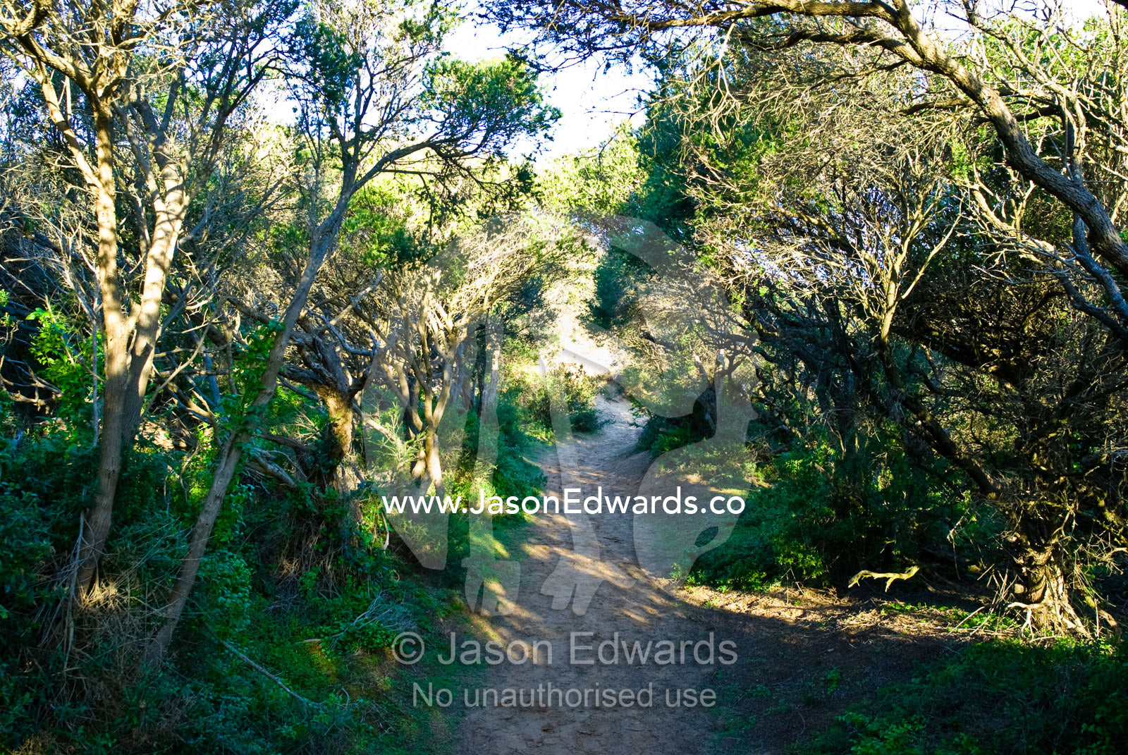 A shady, sandy track wends its way through overgrown coastal scrub. Mornington National Park, Victoria, Australia.