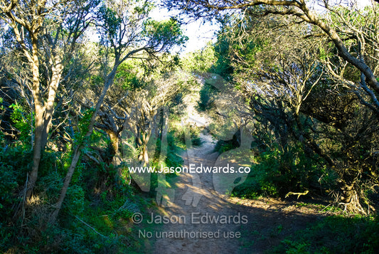 A shady, sandy track wends its way through overgrown coastal scrub. Mornington National Park, Victoria, Australia.