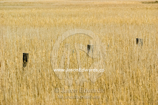 Farm fence posts emerge from tall, dry grasses on a flood plain. East Gippsland, Victoria, Australia.