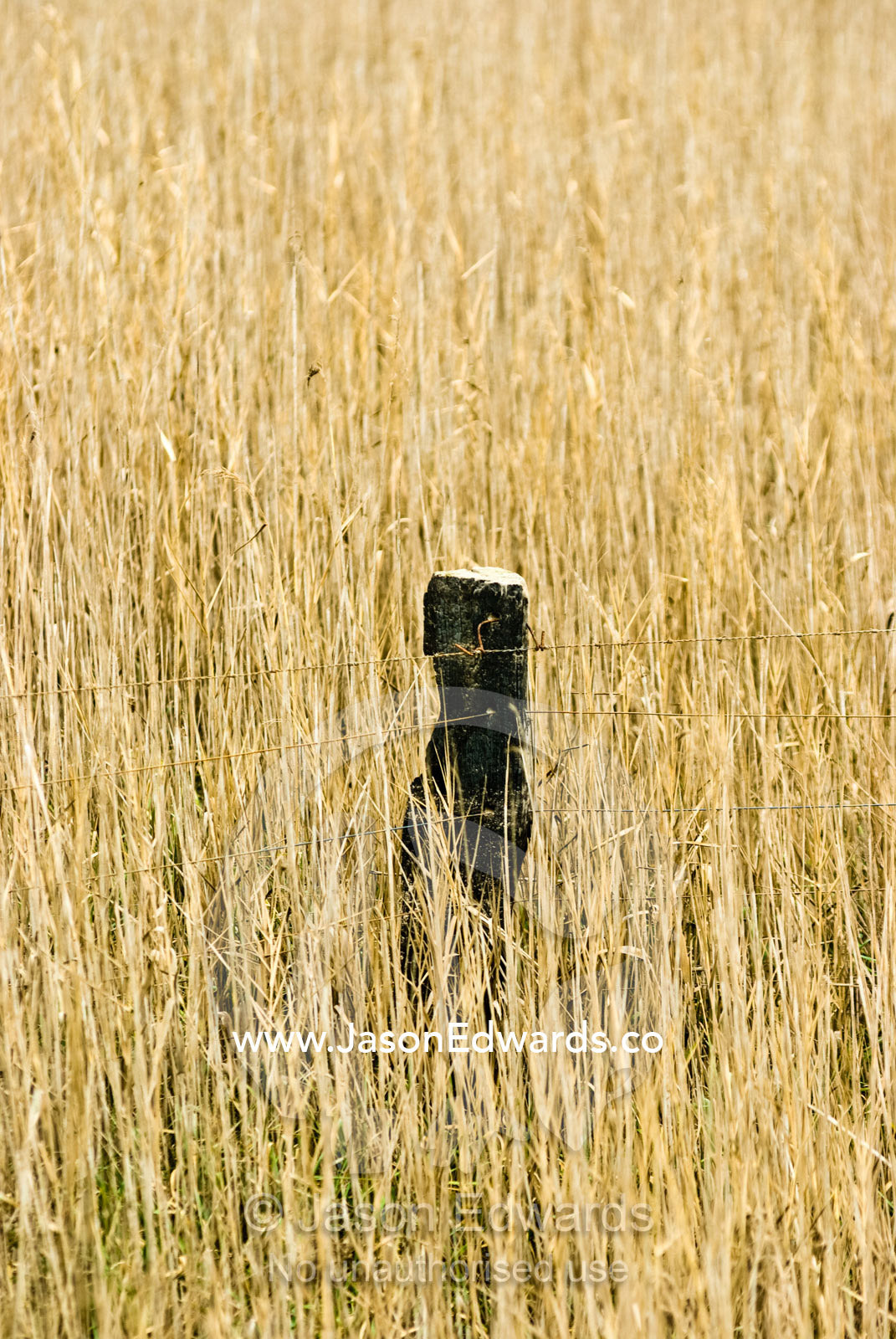 A farm fence post emerges from tall, dry grasses on a flood plain. East Gippsland, Victoria, Australia.