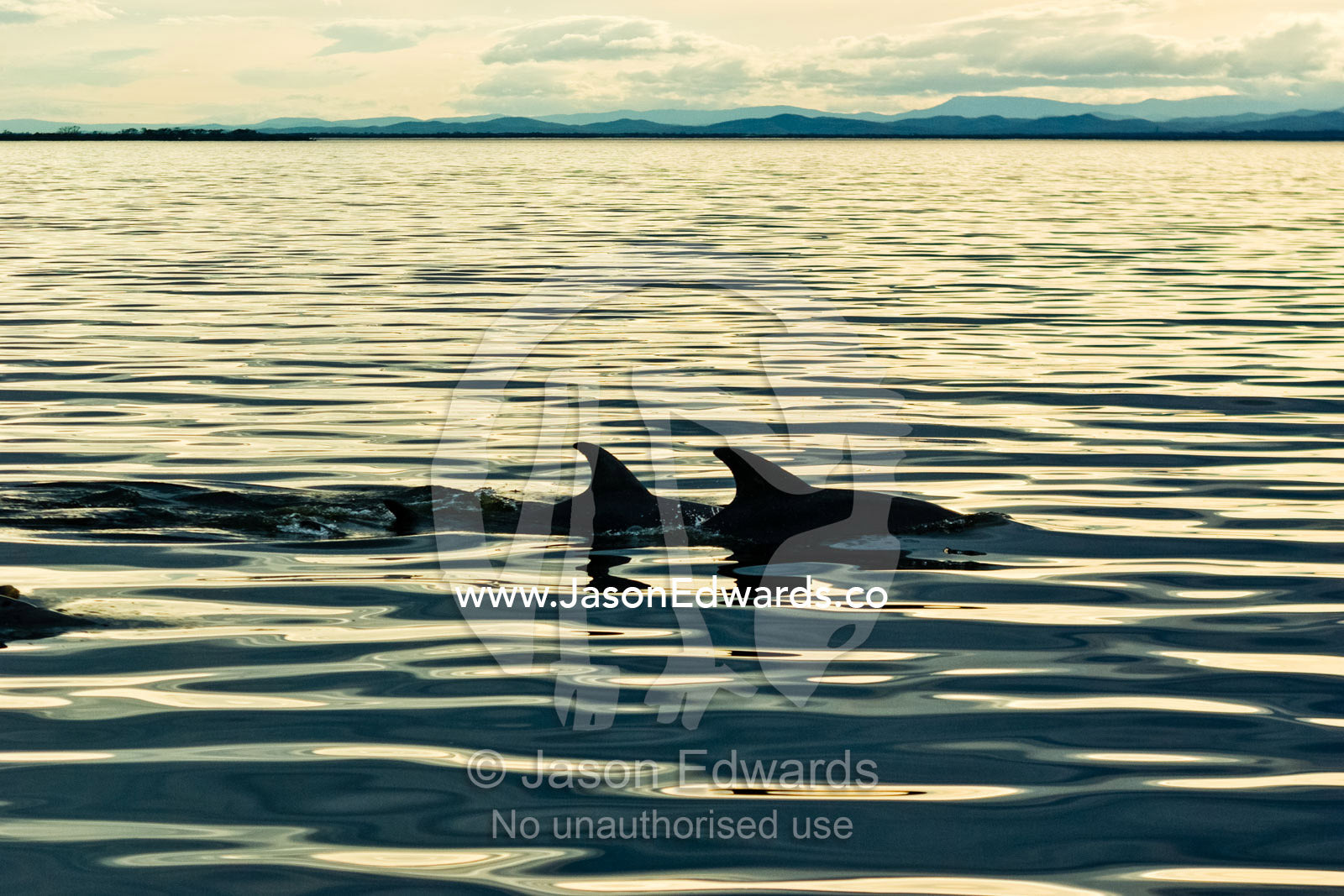 Bottlenose Dolphins on the still waters of a coastal lake at sunset. The Lakes National Park, Victoria, Australia.