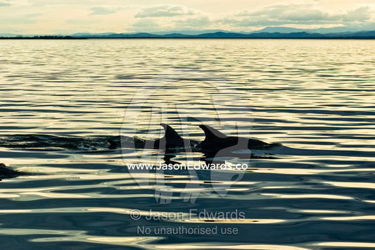 Bottlenose Dolphins on the still waters of a coastal lake at sunset. The Lakes National Park, Victoria, Australia.