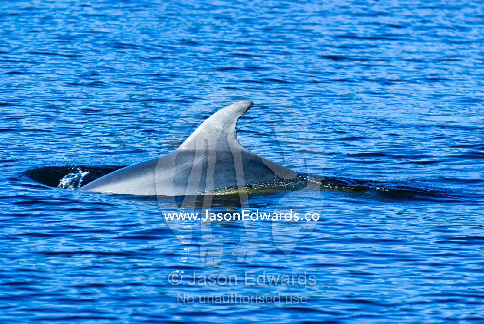 A Bottlenose Dolphin slices the surface of a deep blue coastal lake. The Lakes National Park, East Gippsland, Victoria, Australia.