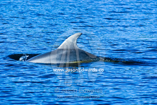 A Bottlenose Dolphin slices the surface of a deep blue coastal lake. The Lakes National Park, East Gippsland, Victoria, Australia.