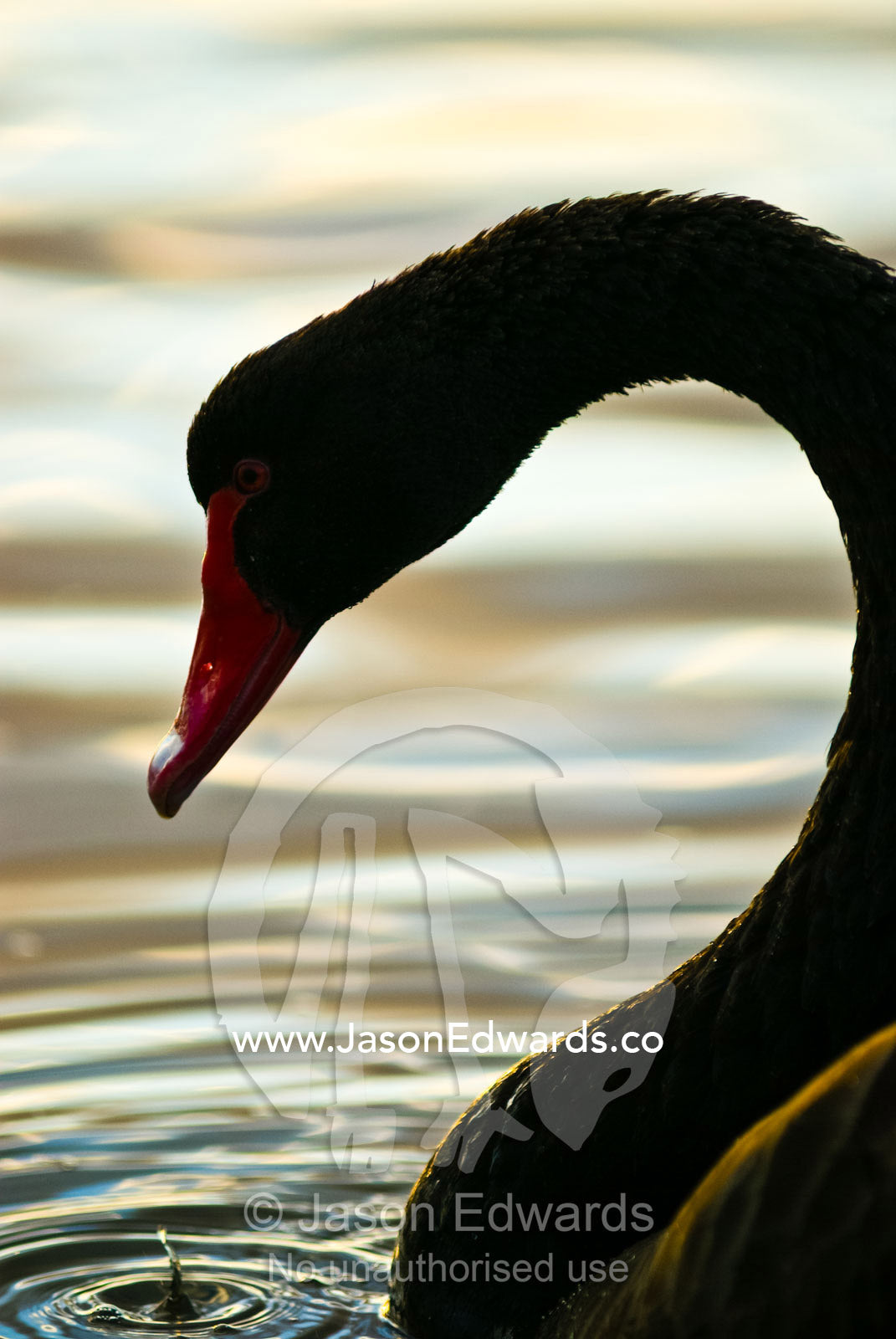 A drop of water peels from the beak of a Black Swan at sunset. Raymond Island, East Gippsland, Victoria, Australia.