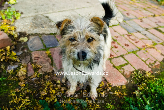 A small scruffy terrier standing in a paved courtyard on a farm. Milawa, Victoria, Australia.