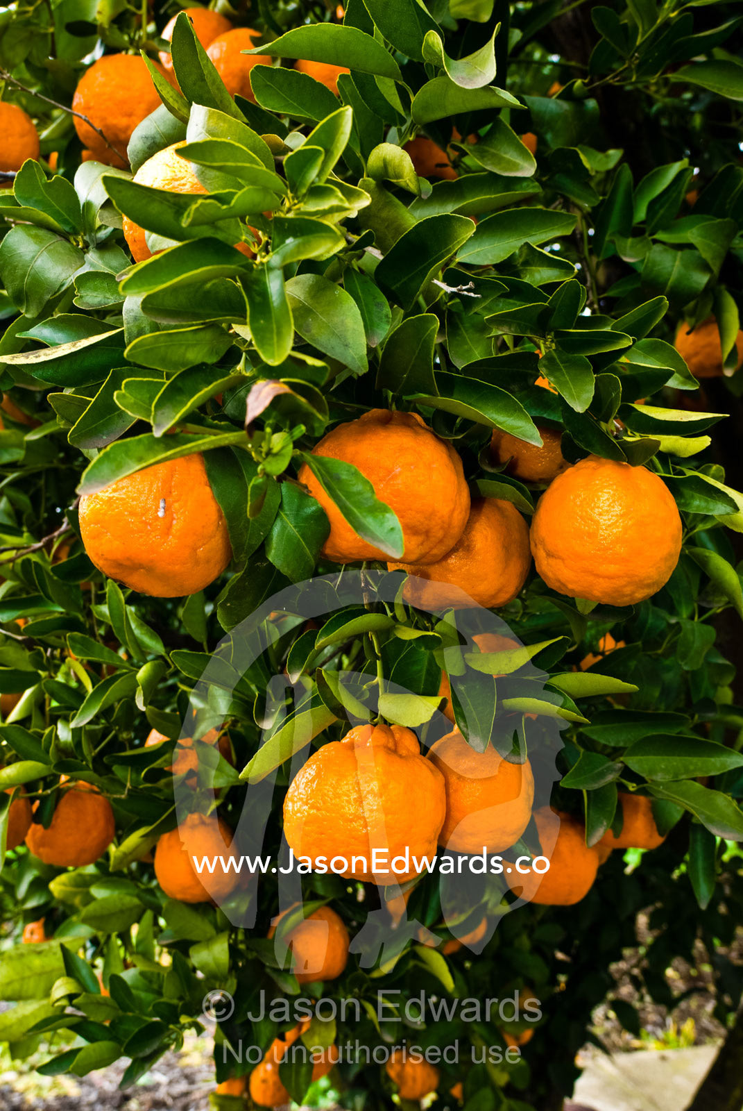 A mandarin tree carrying a large load of ripe juicy fruit. Milawa, Victoria, Australia.