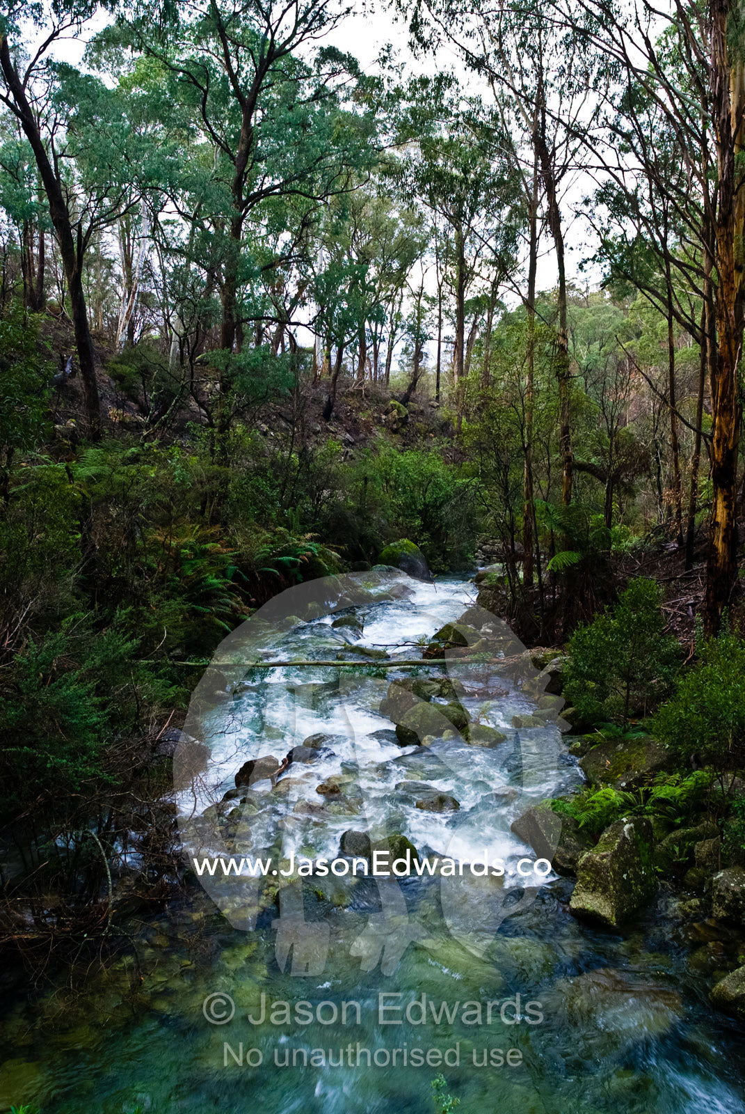 The Ovens River cascades through the forested slopes of Mount Buffalo. Mount Buffalo National Park, Victoria, Australia.