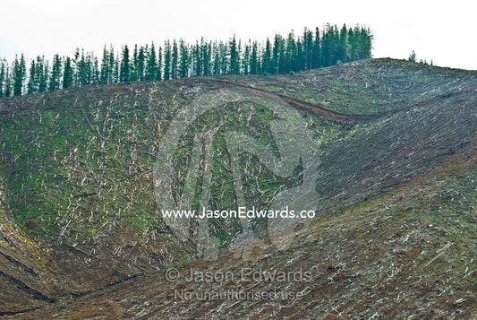 A decimated hillside where a pine tree plantation has been logged. Porepunkah, Victoria, Australia.