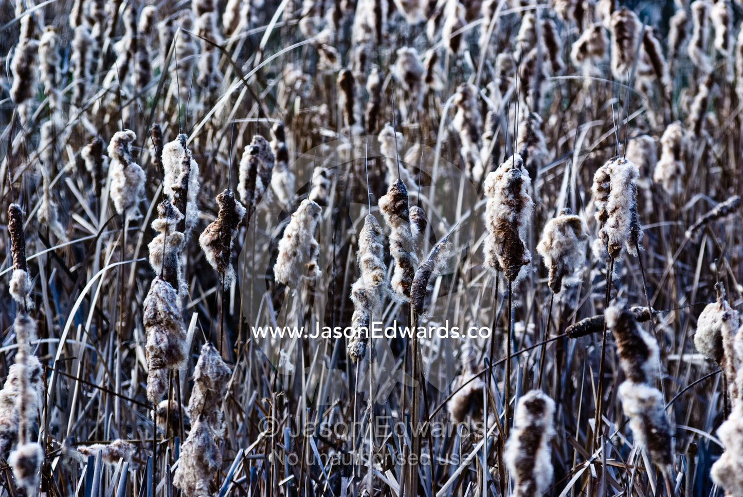 Tightly packed wetland of seeding Bull Rush, Typha sp heads in winter. Milawa, Victoria, Australia.