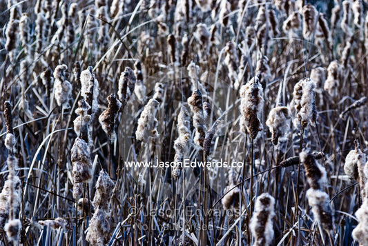 Tightly packed wetland of seeding Bull Rush, Typha sp heads in winter. Milawa, Victoria, Australia.