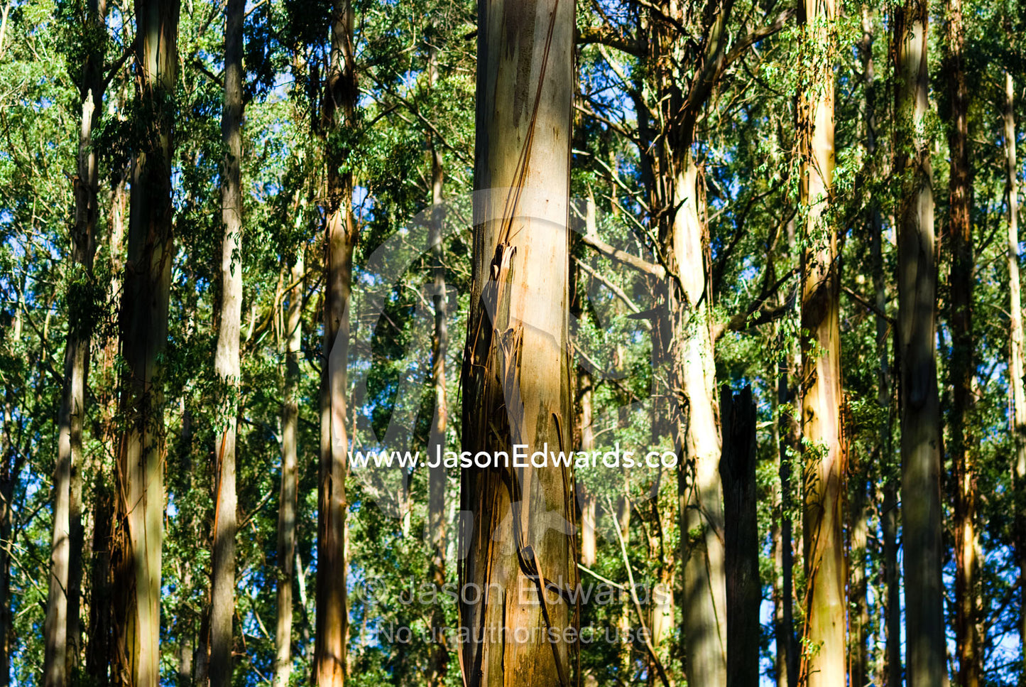 A massive stand of Mountain Ash the planets tallest flowering plant. Sherbrooke Forest, Dandenong Ranges National Park, Victoria, Australia.