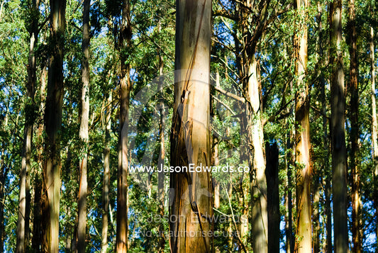 A massive stand of Mountain Ash the planets tallest flowering plant. Sherbrooke Forest, Dandenong Ranges National Park, Victoria, Australia.