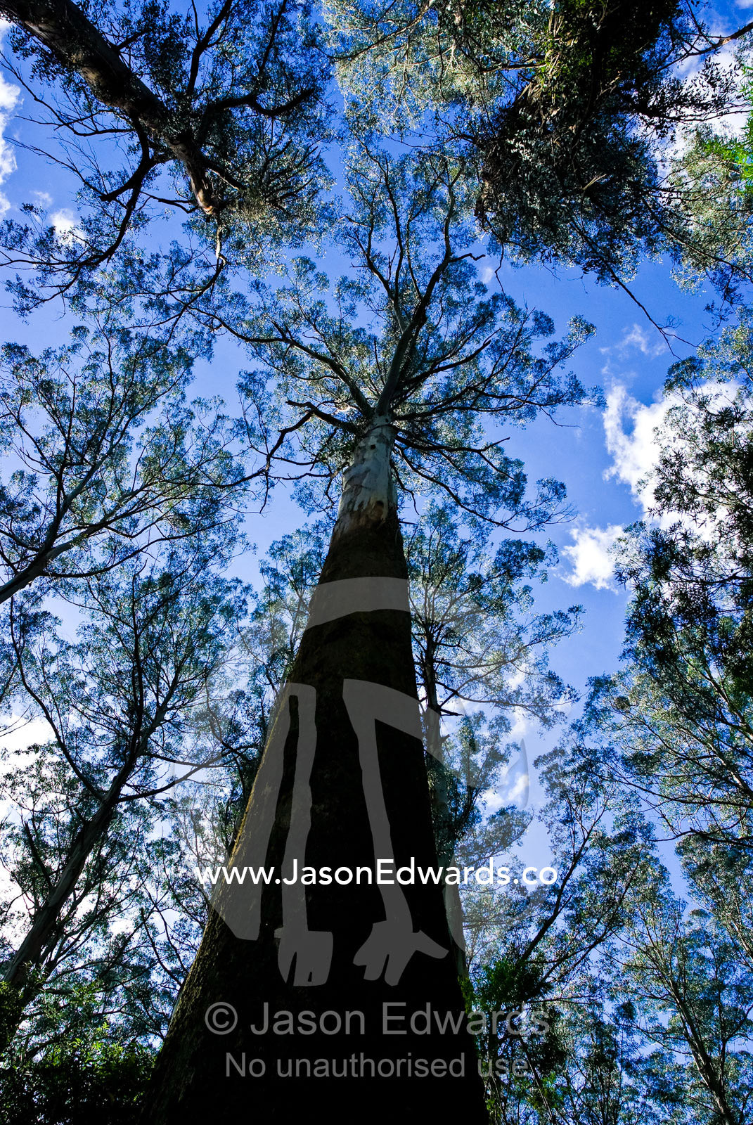 A massive stand of Mountain Ash the planets tallest flowering plant. Sherbrooke Forest, Dandenong Ranges National Park, Victoria, Australia.