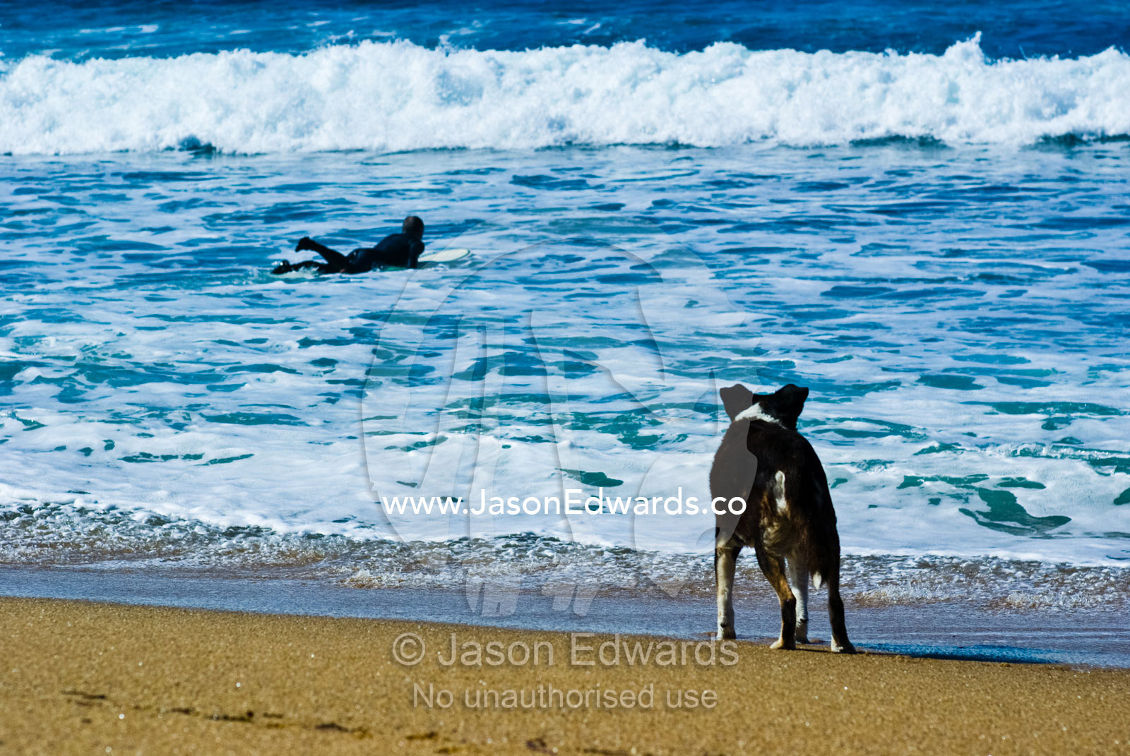 An old dog watches his master paddle out to sea to go surfing. Bells Beach, Victoria, Australia.