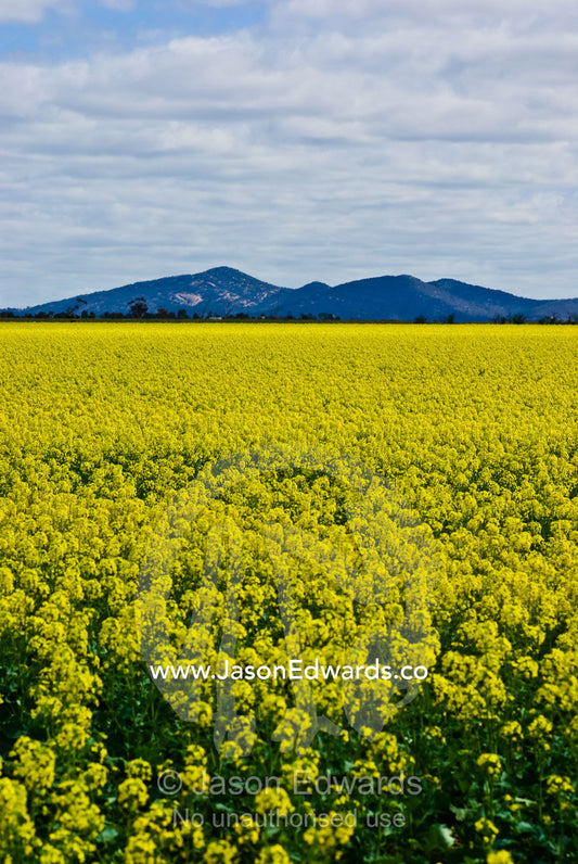 A vast field of canola flowers grow at the base of the You Yang ranges You Yangs Regional Park, Geelong, Victoria, Australia.