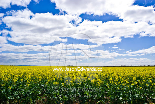 A vast field of canola flowers growing near the You Yang ranges. You Yangs Regional Park, Geelong, Victoria, Australia.