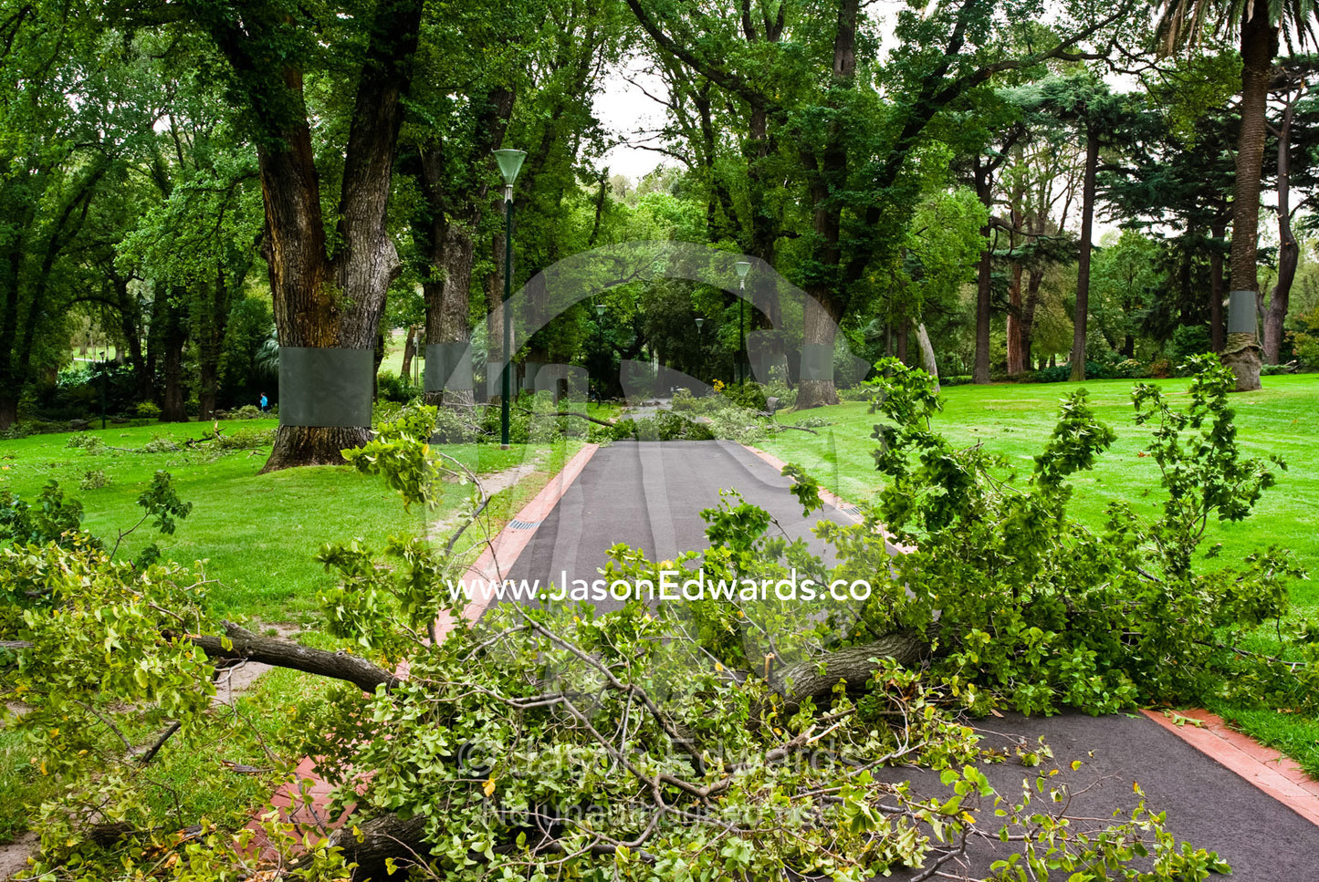 Branches lie across a path in heritage gardens following a storm. Fitzroy Gardens, Melbourne, Victoria, Australia.