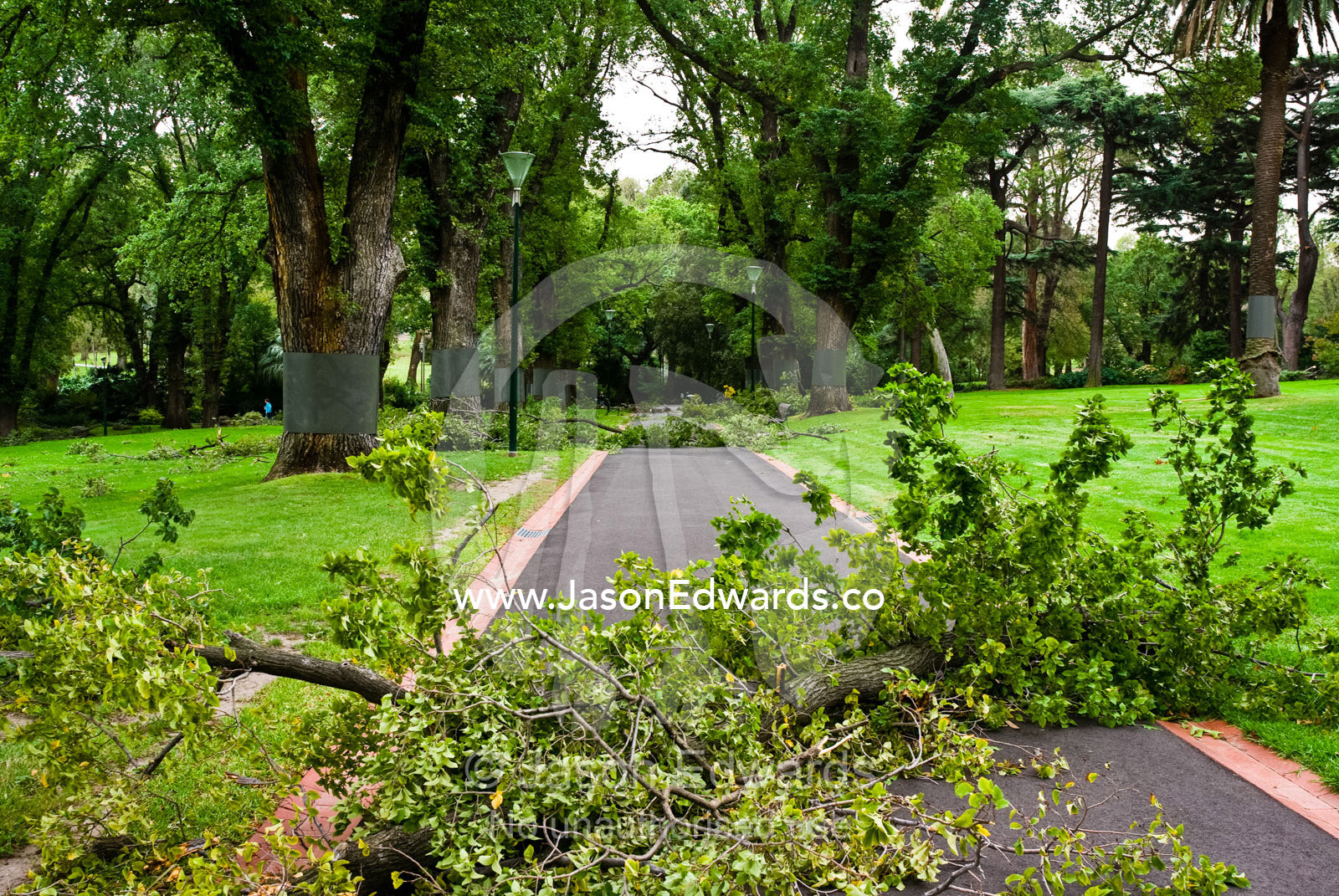 Branches lie across a path in heritage gardens following a storm. Fitzroy Gardens, Melbourne, Victoria, Australia.