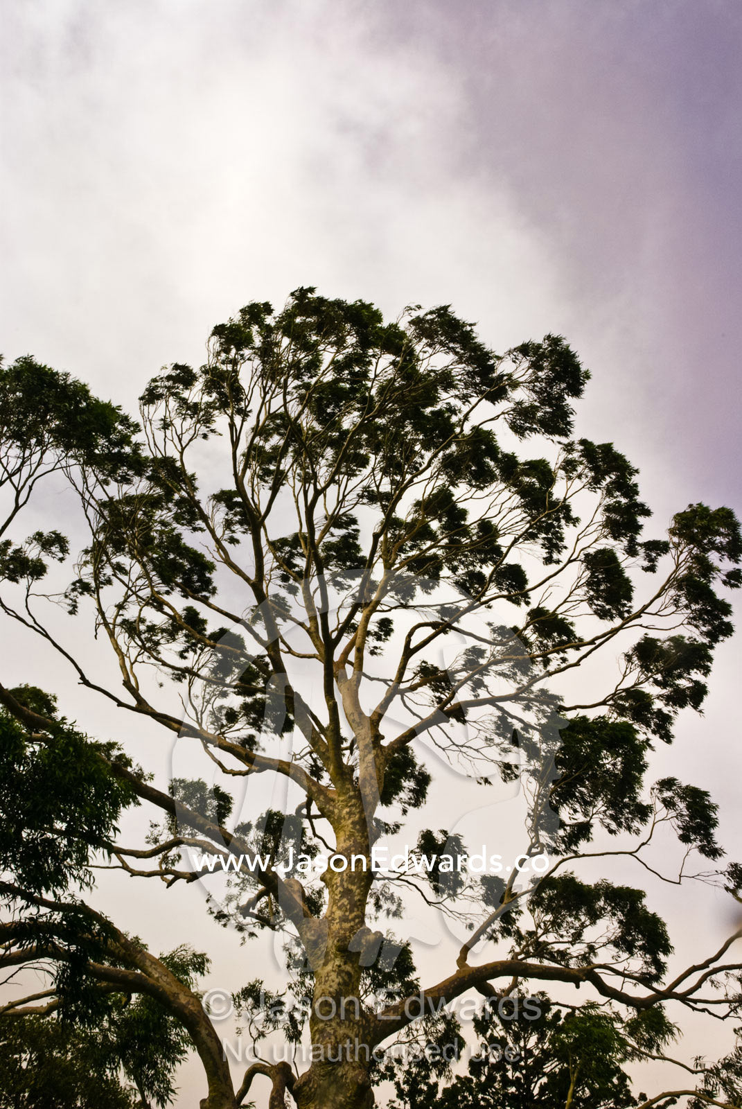 Severe storm winds lash a huge Spotted Gum, Corymbia maculata. Fitzroy Gardens, Melbourne, Victoria, Australia.