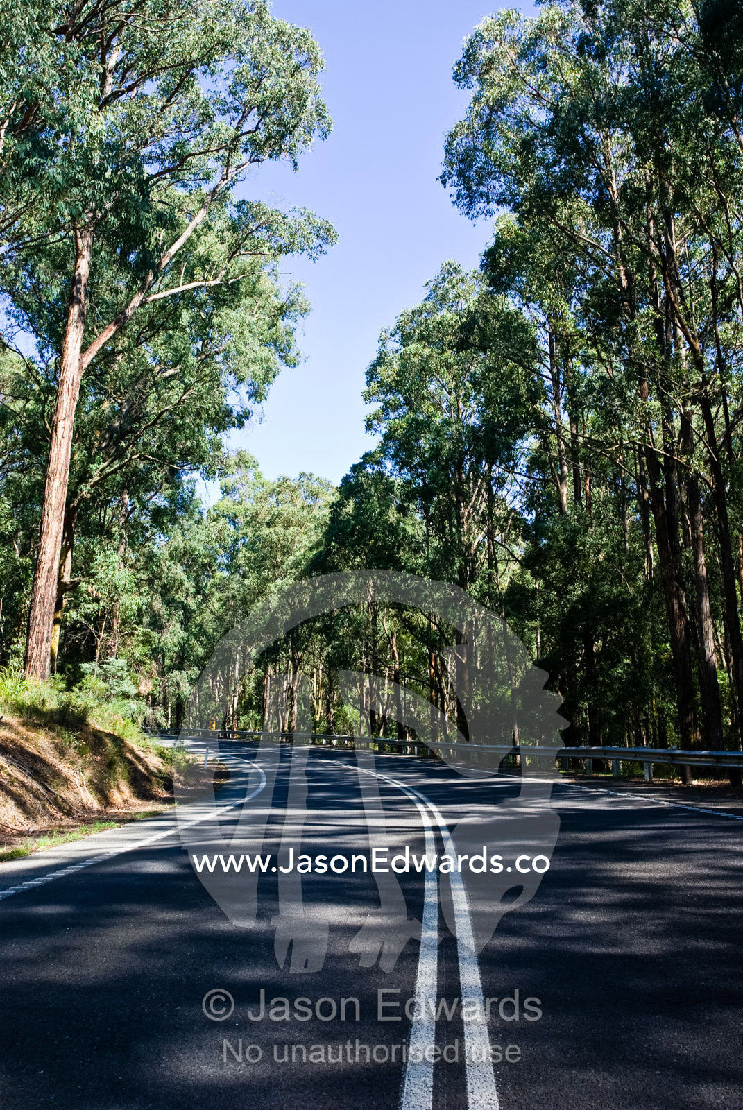 A road winds it's way around a mountainside in dappled forest light. Kinglake National Park, Victoria, Australia.