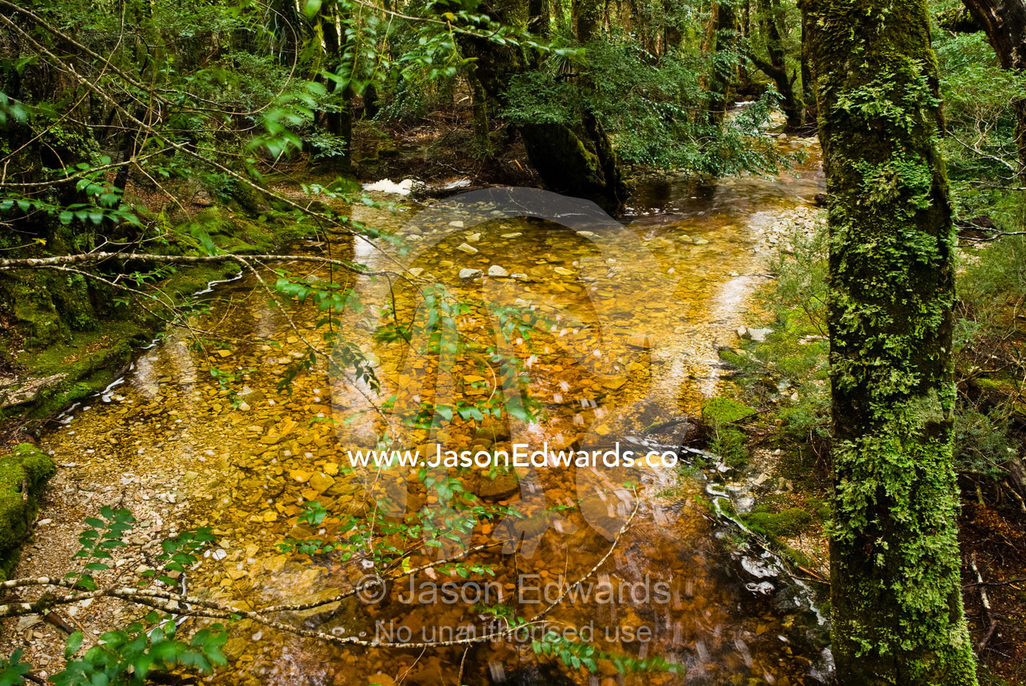A tannin stained stream flows through a cool temperate rainforest. Cradle Mountain Lake St Clair National Park, Tasmania, Australia.