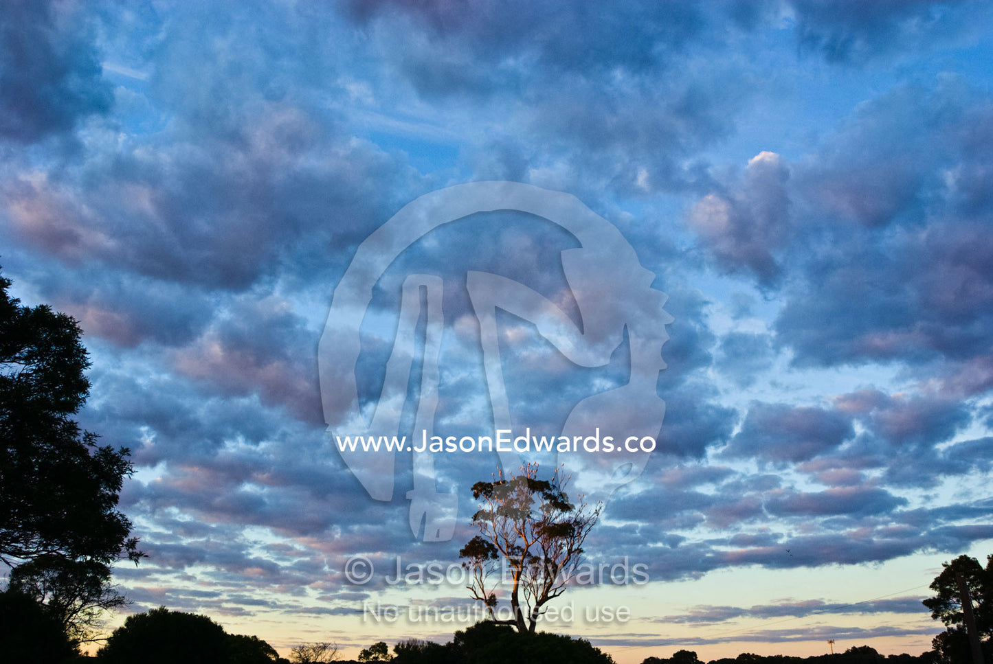 Cockatoos roosting in a Eucalyptus tree beneath a cloud bank at dawn. Langwarrin, Victoria, Australia.