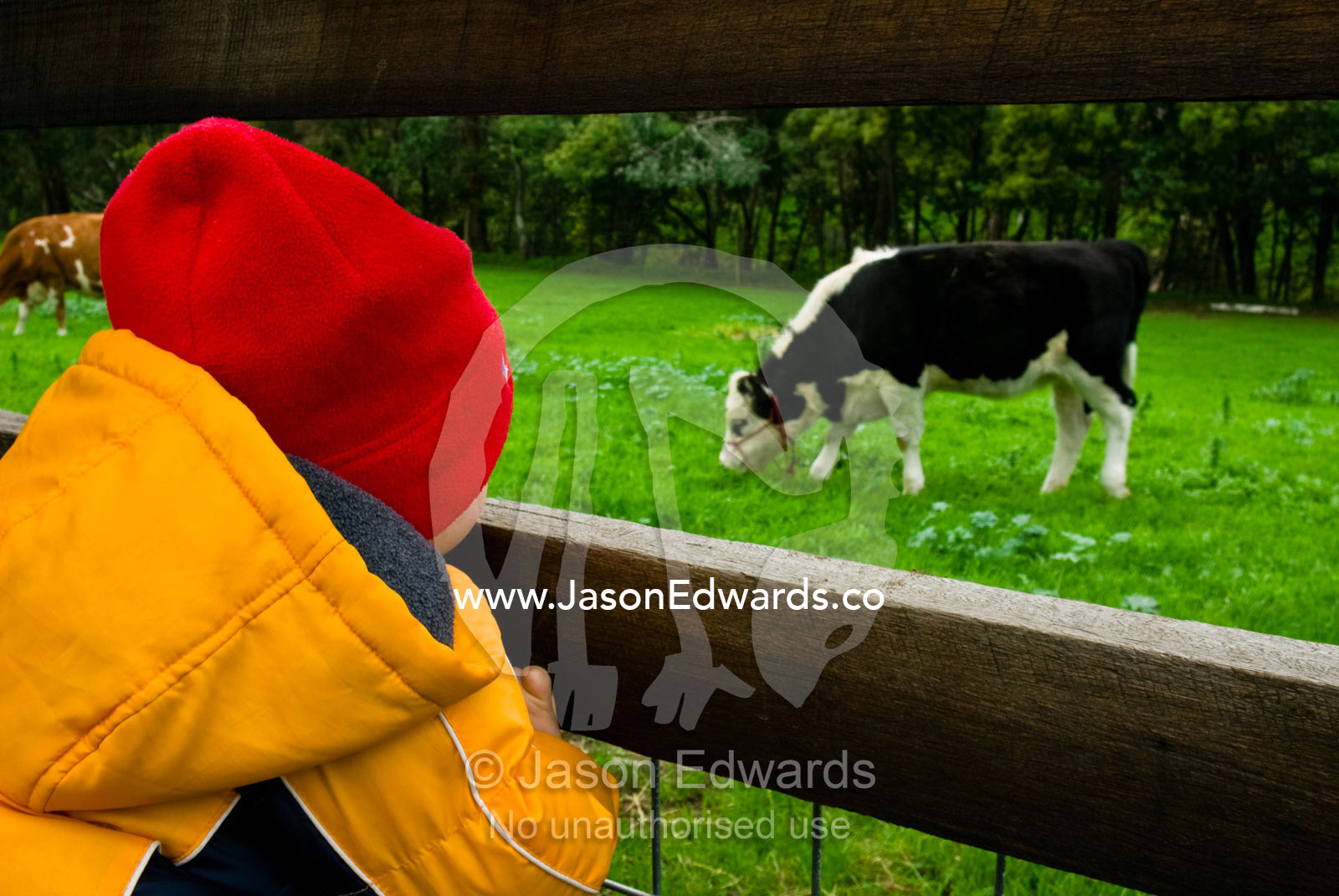 A toddler watches a large cow feeding on grass at a children's farm. Collingwood Childrens Farm, Collingwood, Victoria, Australia.